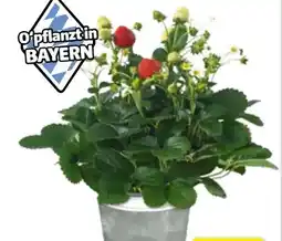 Hagebau Erdbeeren-Pflanzen Angebot