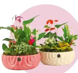 Hagebau Bepflanztes Arrangement Angebot