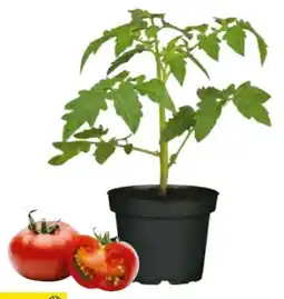 Hagebau Gartenkrone Gemüsepflanzen Angebot