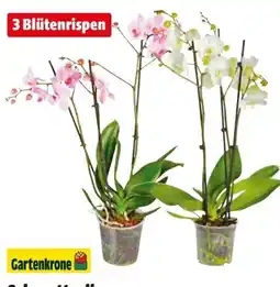 Hagebau Gartenkrone Schmetterlings-Orchidee Angebot