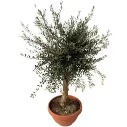 toom Baumarkt Olivenbaum Tosca Angebot