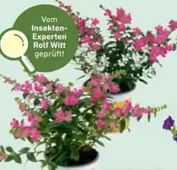 toom Baumarkt Nützlingsfreundliche Köcherblümchen Floriglory Angebot