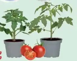 toom Baumarkt Tomaten-Pflanzen Angebot