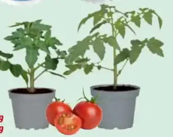 toom Baumarkt Tomaten-Pflanzen Angebot