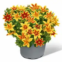 toom Baumarkt Goldmarie Tiger Bee Angebot