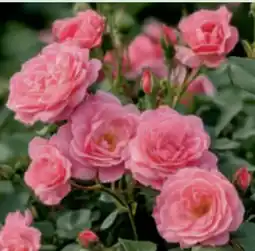 toom Baumarkt Toom Gartenrosen Angebot