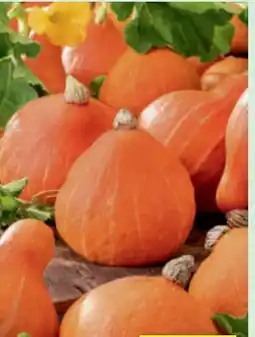 toom Baumarkt Kürbis Pflanzen Angebot