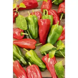 toom Baumarkt Chili-Pflanzen Angebot