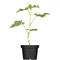 toom Baumarkt Veredelte Gurkenpflanzen Angebot