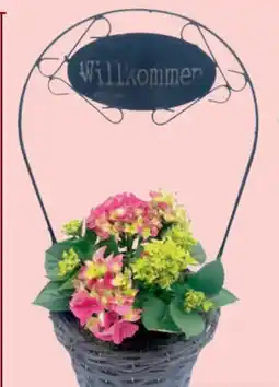 toom Baumarkt Hortensienkorb Angebot