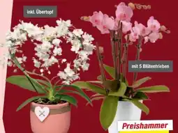 toom Baumarkt Schmetterlingsorchidee Herzform Angebot