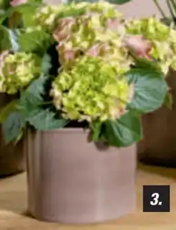 toom Baumarkt Hortensie Angebot