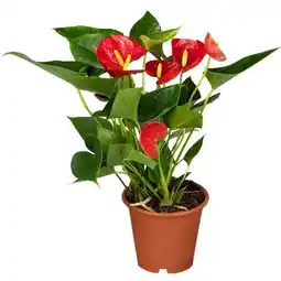 toom Baumarkt Flamingoblume Angebot