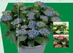 toom Baumarkt XL Ballhortensie Angebot