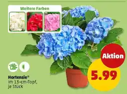 PENNY Hortensie Angebot
