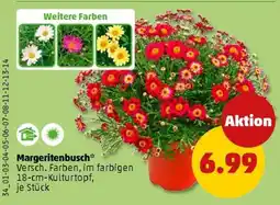 PENNY Margeritenbusch Angebot