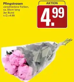 WEZ Pfingstrosen Angebot