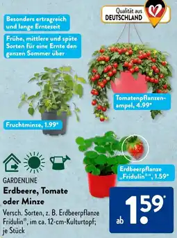 Aldi Süd GARDENLINE Erdbeere, Tomate oder Minze Angebot