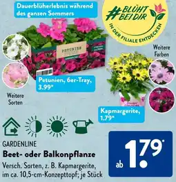 Aldi Süd GARDENLINE Beet- oder Balkonpflanze Angebot