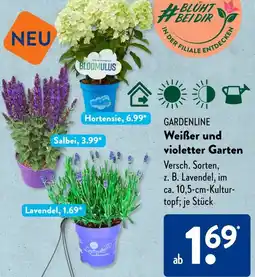 Aldi Süd GARDENLINE Weißer und violetter Garten Angebot