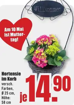 B1 Discount Baumarkt Hortensie im Korb Angebot