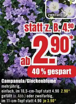 B1 Discount Baumarkt Campanula/Glockenblume Angebot