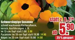 B1 Discount Baumarkt Schwarzäugige Susanne Angebot