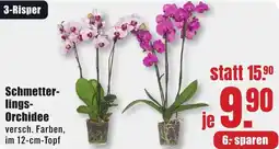 B1 Discount Baumarkt Schmetterlings Orchidee Angebot