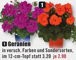 B1 Discount Baumarkt Geranien Angebot