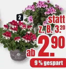 B1 Discount Baumarkt Duft-Geranien Angebot