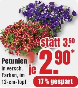 B1 Discount Baumarkt Petunien Angebot