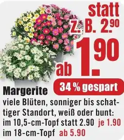 B1 Discount Baumarkt Margerite Angebot