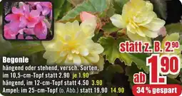 B1 Discount Baumarkt Begonie Angebot