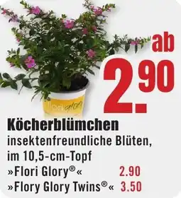 B1 Discount Baumarkt Köcherblümchen Angebot