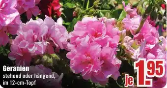 B1 Discount Baumarkt Geranien Angebot