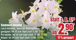 B1 Discount Baumarkt Sommer-Jasmin Angebot