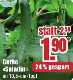B1 Discount Baumarkt Gurke Saladin Angebot