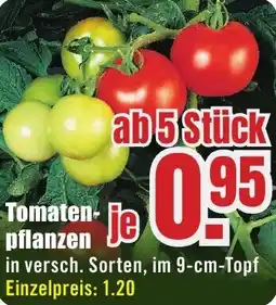 B1 Discount Baumarkt Tomatenpflanzen Angebot