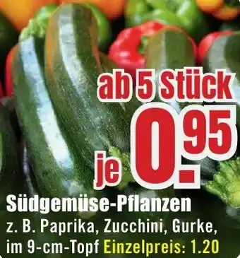 B1 Discount Baumarkt Südgemüse-Pflanzen Angebot