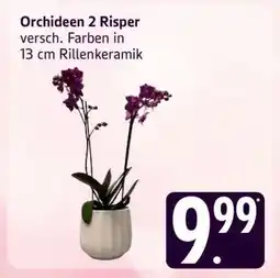Edeka Orchideen 2 Risper Angebot