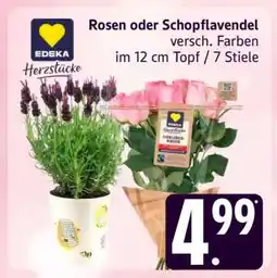 Edeka Rosen oder Schopflavendel Angebot