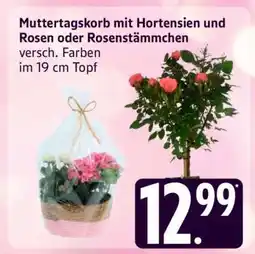 Edeka Muttertagskorb mit Hortensien und Rosen oder Rosenstämmchen Angebot