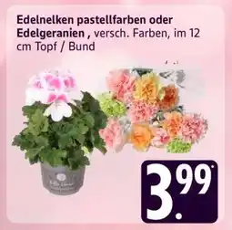Edeka Edelnelken pastellfarben oder Edelgeranien Angebot