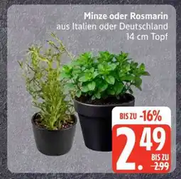 Edeka Minze oder Rosmarin Angebot
