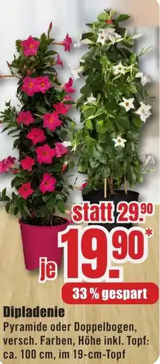 B1 Discount Baumarkt Dipladenie Angebot