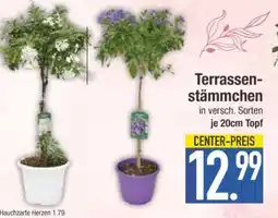 Edeka Terrassen-Stämmchen Angebot