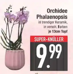 Edeka Orchidee „Phalaenopsis“ Angebot