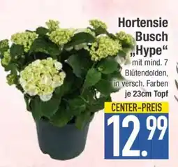 Edeka Hortensie Busch 'Hype' Angebot
