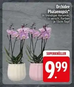 Edeka Orchidee „Phalaenopsis“ Angebot