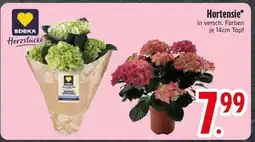 Edeka Hortensie Angebot